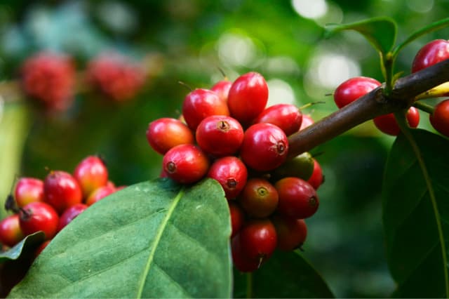 森のコーヒーは、完熟豆使用